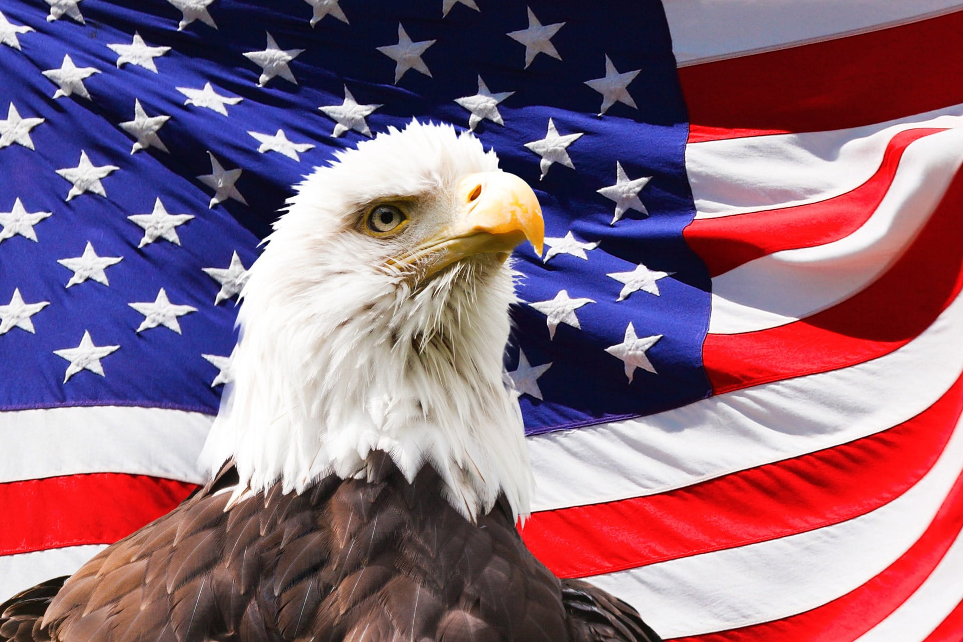 American flag with bald eagle in front of it.